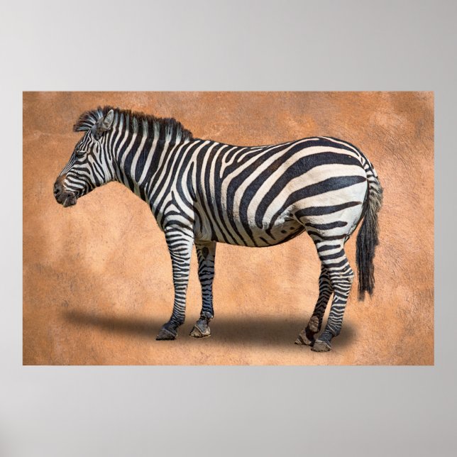 ZEBRA POSTER (Front)