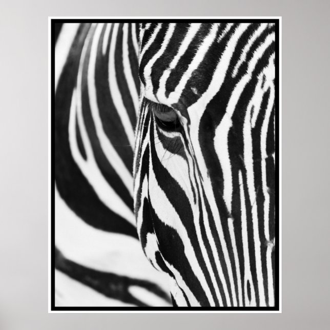 Zebra Poster (Front)