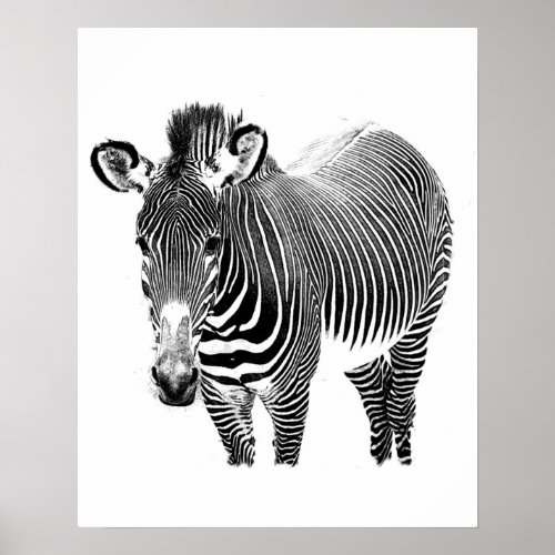 Zebra poster