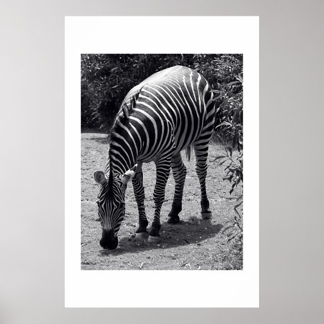 Zebra Poster (Front)