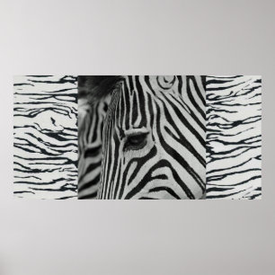 Zebra Poster Artwork Wall Mural