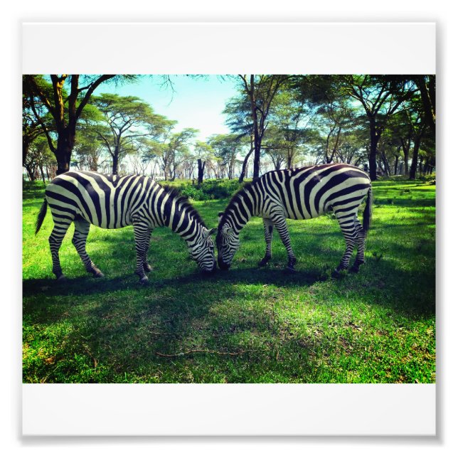 Zebra Poster for Africa lovers (Front)