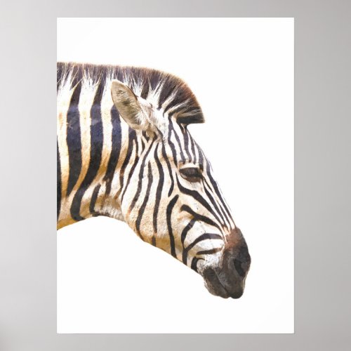 Zebra profile jungle animal portrait poster