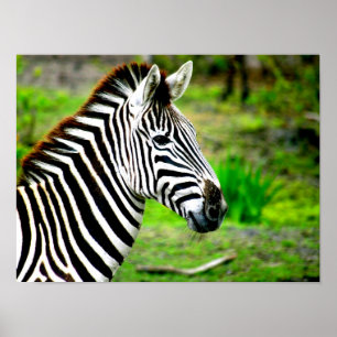 Zebra profile Poster