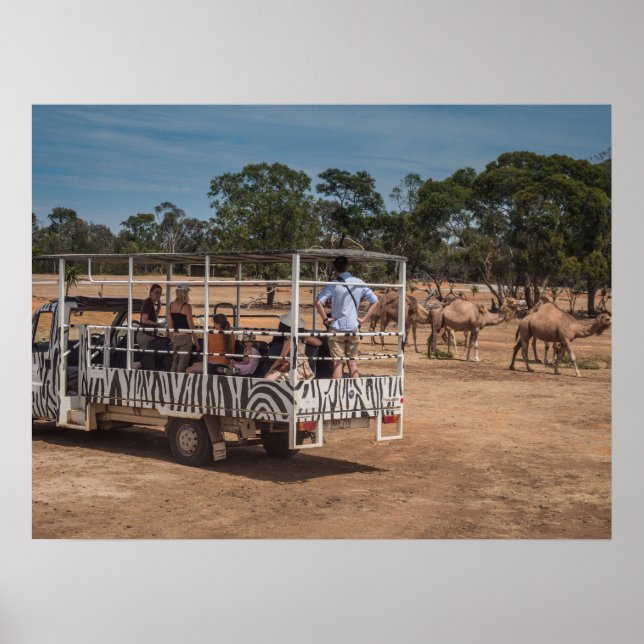 Zebra Safari Tour Truck in Wildlife Park Poster (Front)