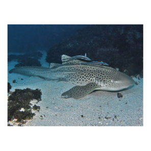Zebra Shark Poster