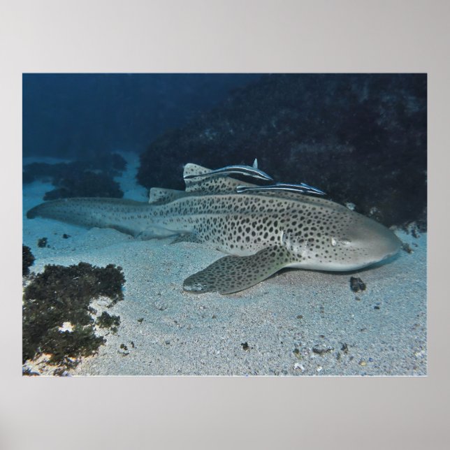 Zebra Shark Poster (Front)