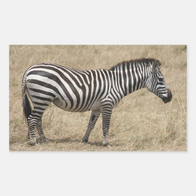zebra short rectangular sticker (Front)