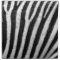 Zebra Skin