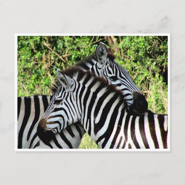 zebra snuggle postcard (Front)