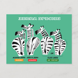Zebra Species Postcard