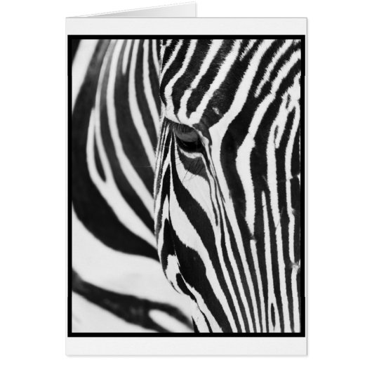 Zebra Stare (Front)