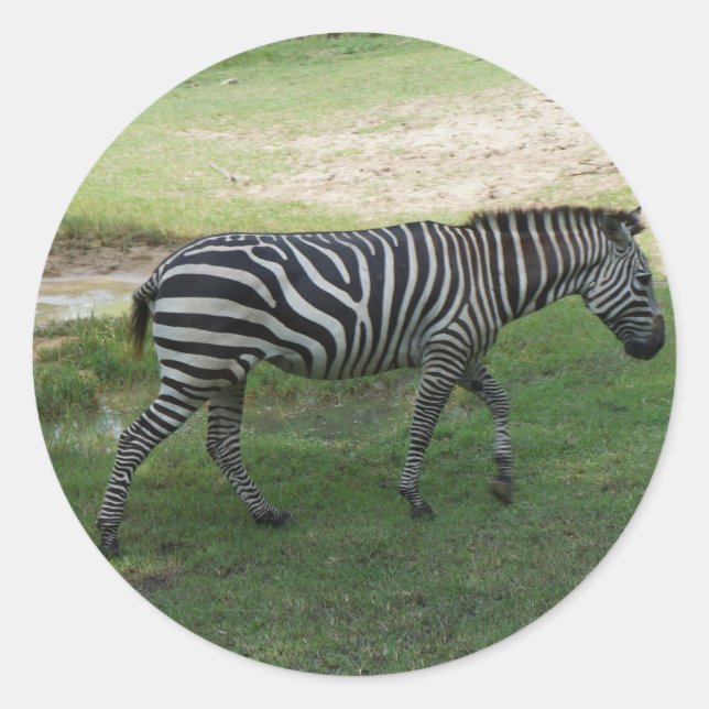 Zebra Stickers (Front)