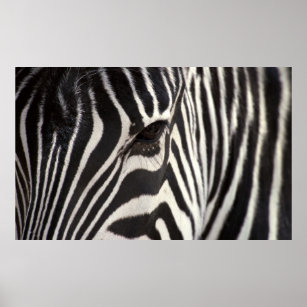 Conserveermiddel ik ontbijt Rekwisieten Zebra Eye Posters & Prints | Zazzle
