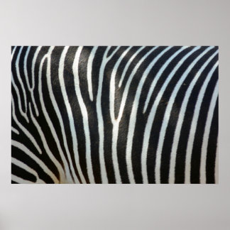 Zebra Stripes 1 Poster