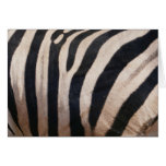 Zebra Stripes Black and White