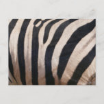 Zebra Stripes Black and White Postcard
