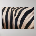 Zebra Stripes Black and White Poster