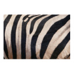 Zebra Stripes Black and White Poster