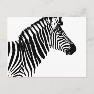 Zebra Stripes Postcard