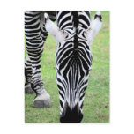Zebra Stripes Postcard