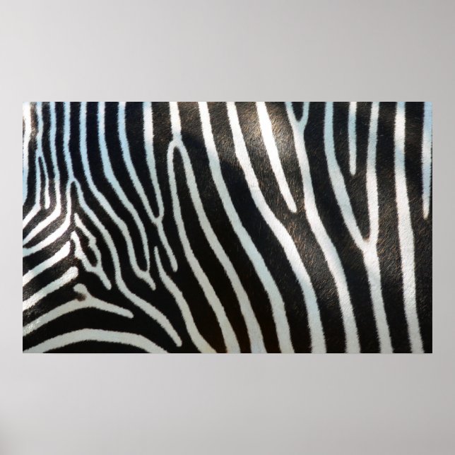 Zebra Stripes Poster (Front)