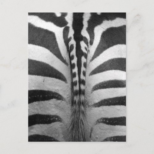 Zebra Strips Postcard