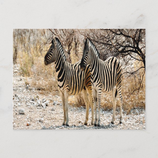 Zebra Stroll Postcard (Front)