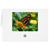 Zebra Swallowtail Butterfly Cards (Back Horizontal)