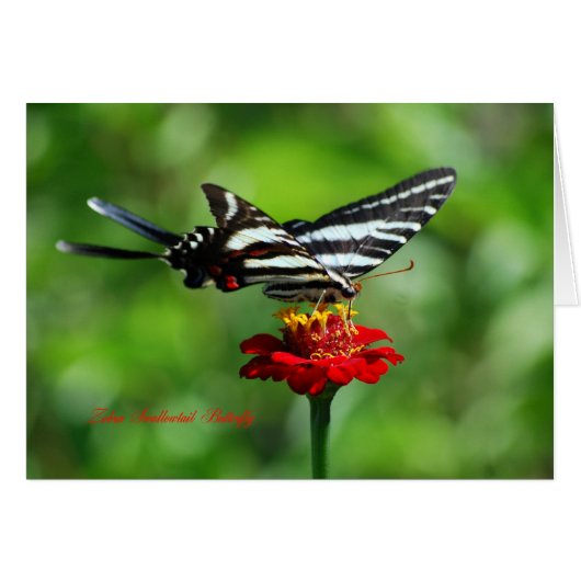 Zebra Swallowtail Butterfly Cards (Front Horizontal)