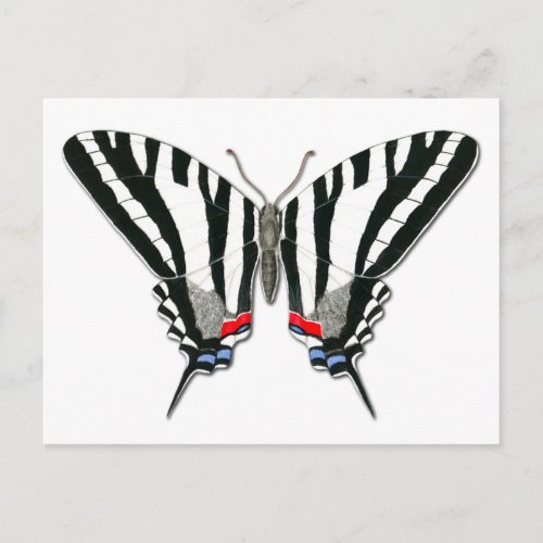 Zebra Swallowtail Butterfly Postcard