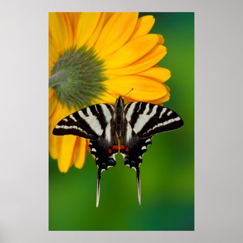 Zebra Swallowtail Butterfly Poster