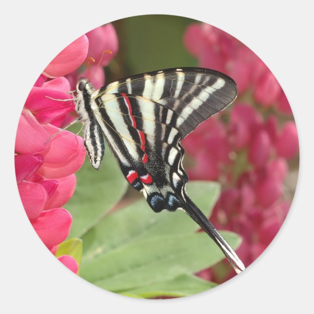 zebra swallowtail classic round sticker (Front)
