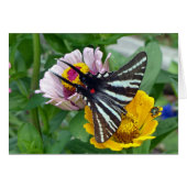 Zebra Swallowtail+Japanese Beetle (Front Horizontal)