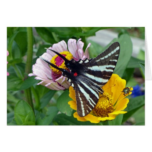 Zebra Swallowtail+Japanese Beetle (Front Horizontal)