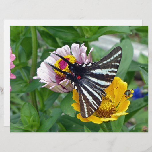 Zebra Swallowtail+Japanese Beetle (Front/Back)