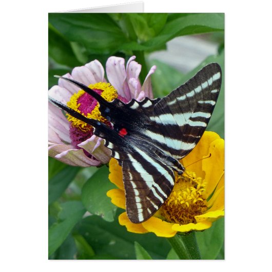 Zebra Swallowtail+Japanese Beetle Cards (Front)