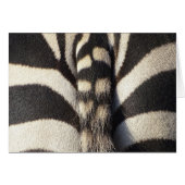 Zebra Tail (Front Horizontal)