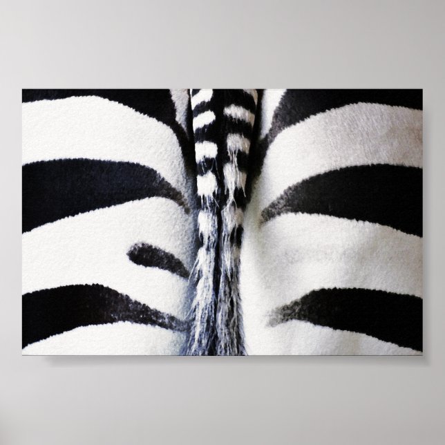 Zebra Tail Closeup Poster (Front)