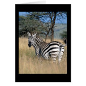 Zebra Tail Swish (Front)