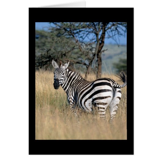 Zebra Tail Swish Cards (Front)