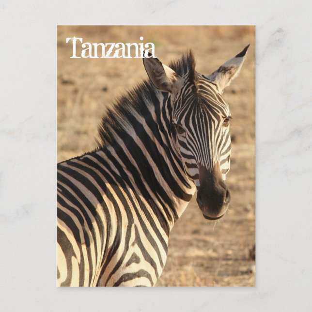 Zebra, Tanzania Postcard (Front)