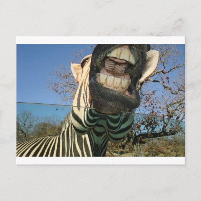 Zebra Teeth Postcard (Front)