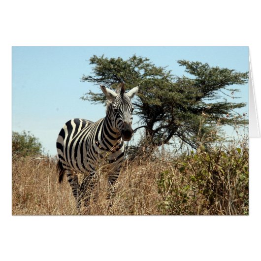 zebra tree cards (Front Horizontal)