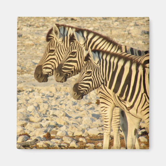 zebra trio magnet (Front)