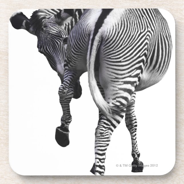 Zebra turning around coaster (Front)