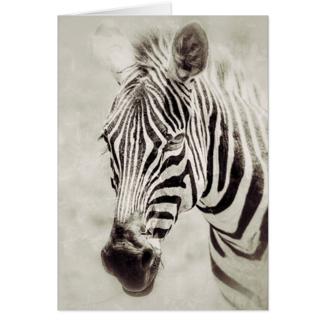 Zebra: Up Close and Personal Cards (Front)