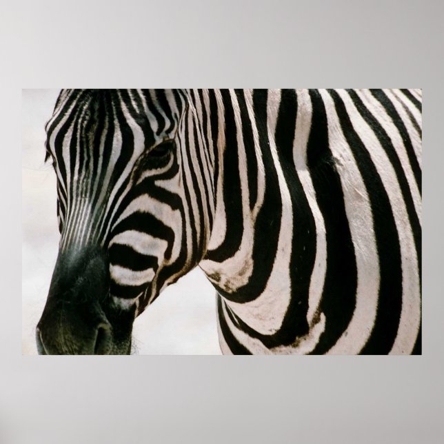 Zebra up close & striped black and white pattern poster (Front)