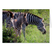 zebra youth (Front Horizontal)