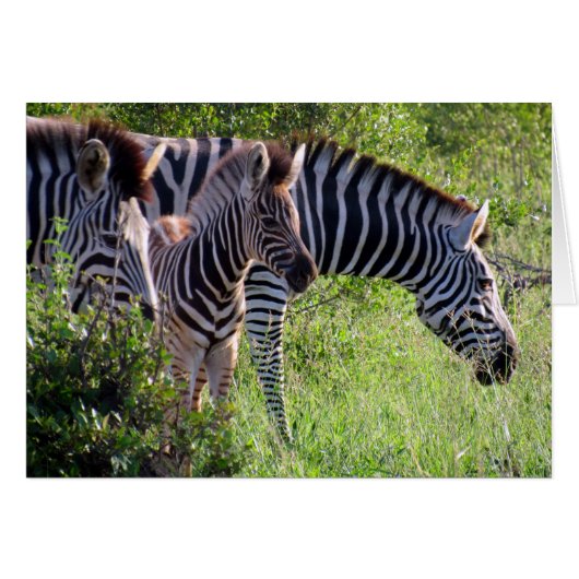zebra youth cards (Front Horizontal)